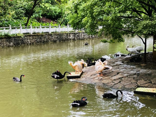 Different species of animals at Qianling Zoo