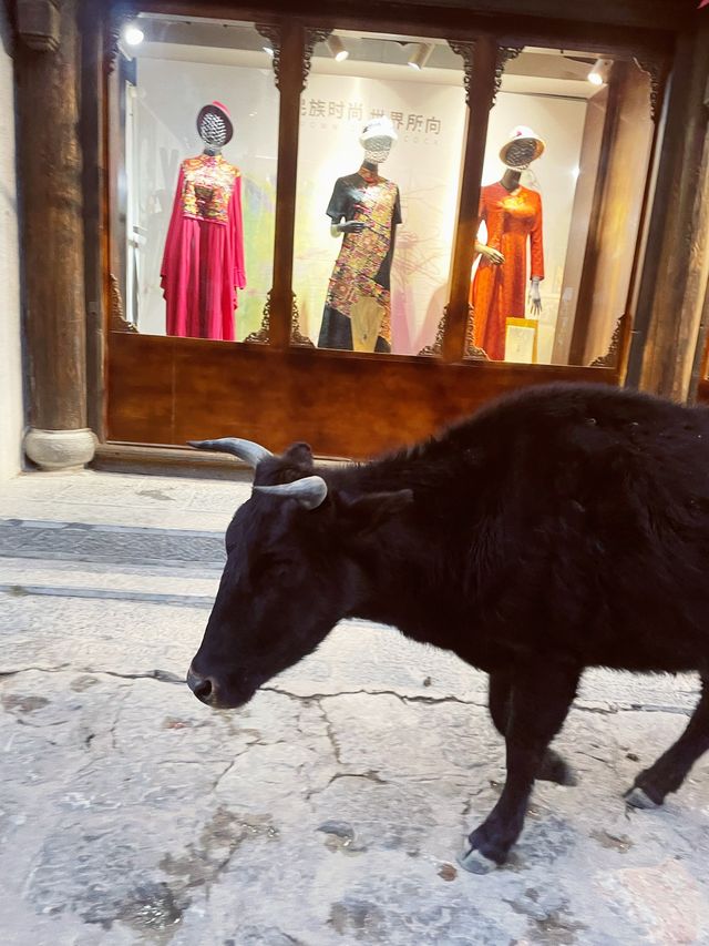 Yak Yoghurt in DuKeZong