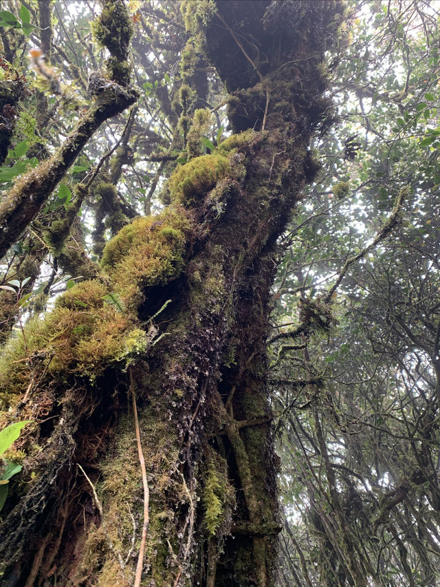 Malaysia's "The Wizard of Oz" - Kinabalu Moss Forest