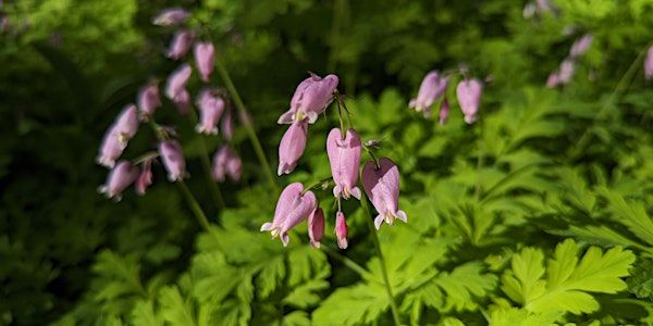 Plant Walk | Centennial Park