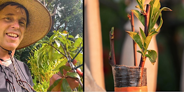 Plant Grafting Workshop | Waikiki Elementary School