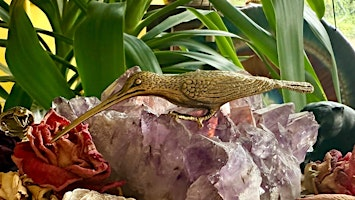 HUMMINGBIRD — Following the Path of Joy | Studio 6, UNIT 3 Scott Hall Mills