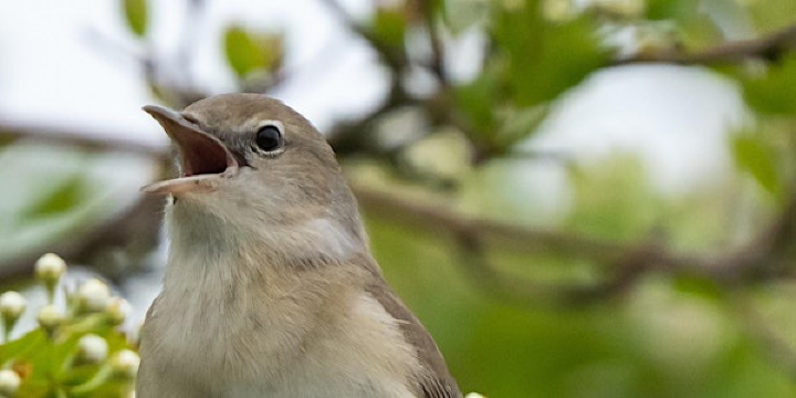 Dawn Chorus at Attenborough Nature Reserve | Attenborough Nature Reserve - Parking at ANC