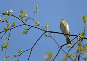 Great Fen Dawn Chorus Guided Walk | Woodwalton Fen