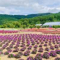 【山梨】山中湖 花の都公園