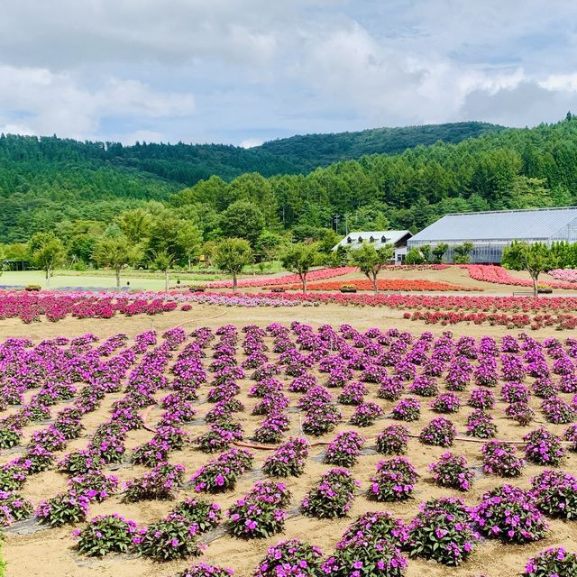 【山梨】山中湖 花の都公園