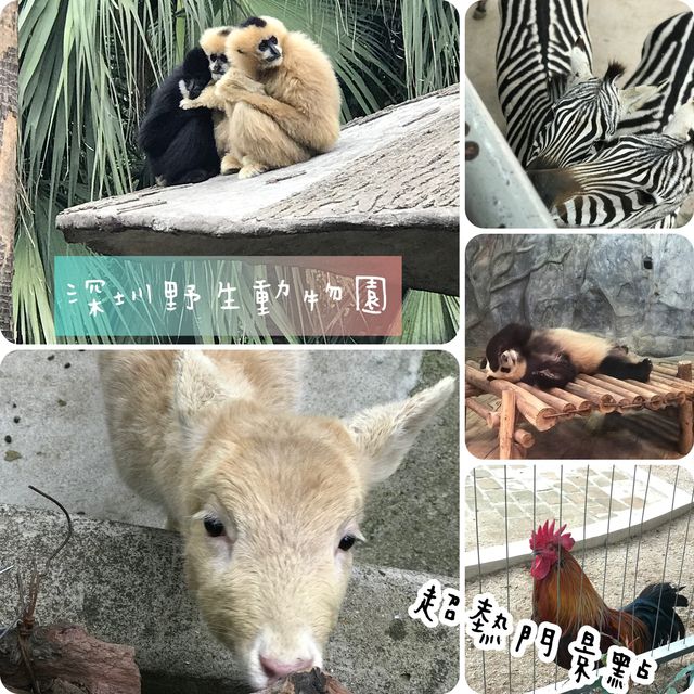 深圳野生動物園🤩深受旅客🧳歡迎