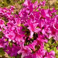 ［維多利亞公園］- 賞花好時機🌸🌺💐
