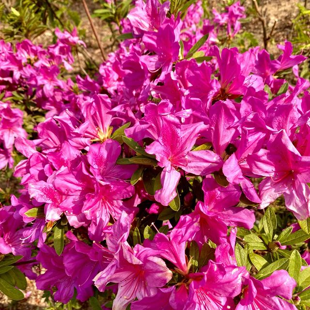 ［維多利亞公園］- 賞花好時機🌸🌺💐