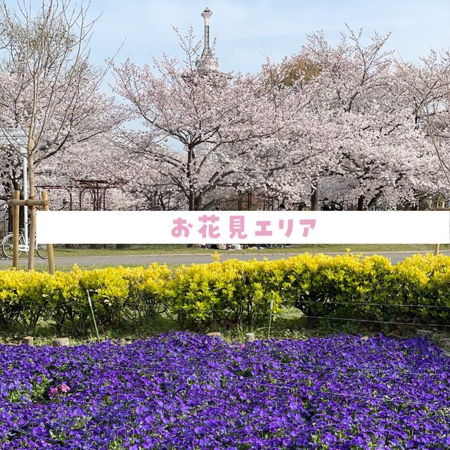 【花博記念公園 鶴見緑地】桜満開🌸🌸🌸