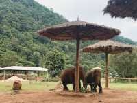 🐘 ELEPHANT NATURE PARK ปางช้างแม่แตง 🐘