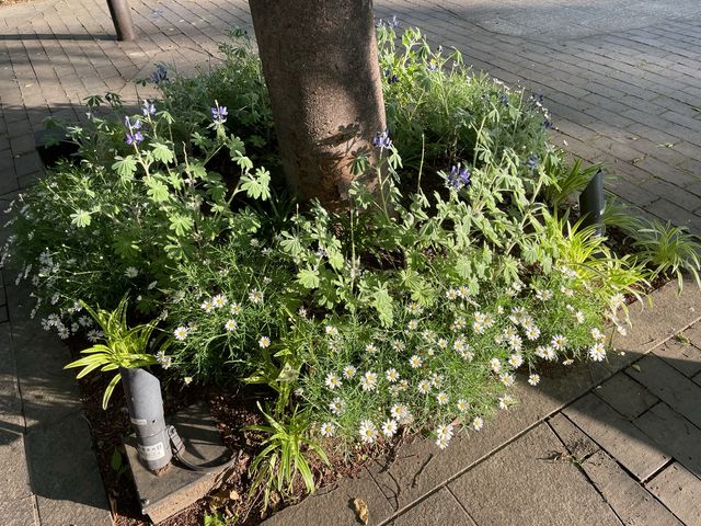お花好きにはたまらない！横浜フラワー散歩！