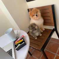 น้องหมาพาเที่ยว