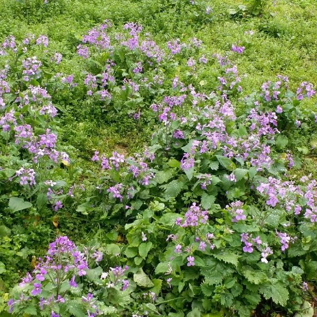 花花🌺🌷🥀🌻🌼🌸公園