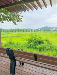 🌳나무들 사이로 산책하기 좋은 강릉여행지🌳