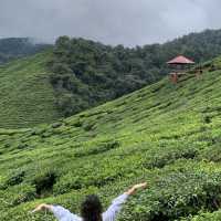 The incredible Cameron highlands in Malaysia