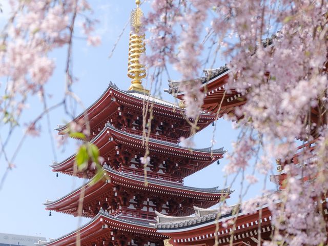 Sakura (Cherry Blossoms) in Tokyo