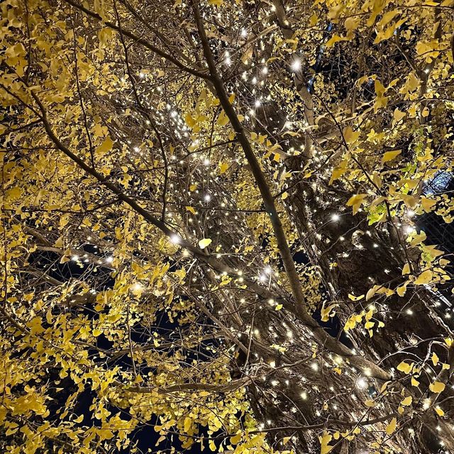 東京Midtown Garden夜間超令燈飾😍夜晚必去打卡位