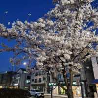 수원 벚꽃맛집은 🌸신동카페거리🌸