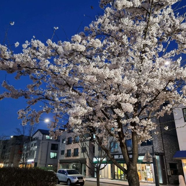 수원 벚꽃맛집은 🌸신동카페거리🌸