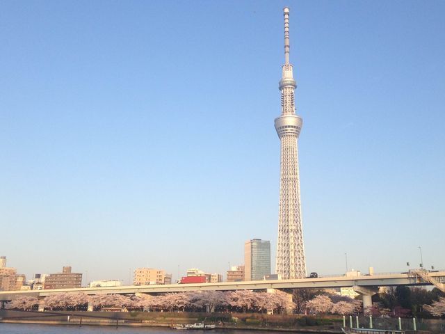 📍日本東京。淺草隅田公園櫻花祭。