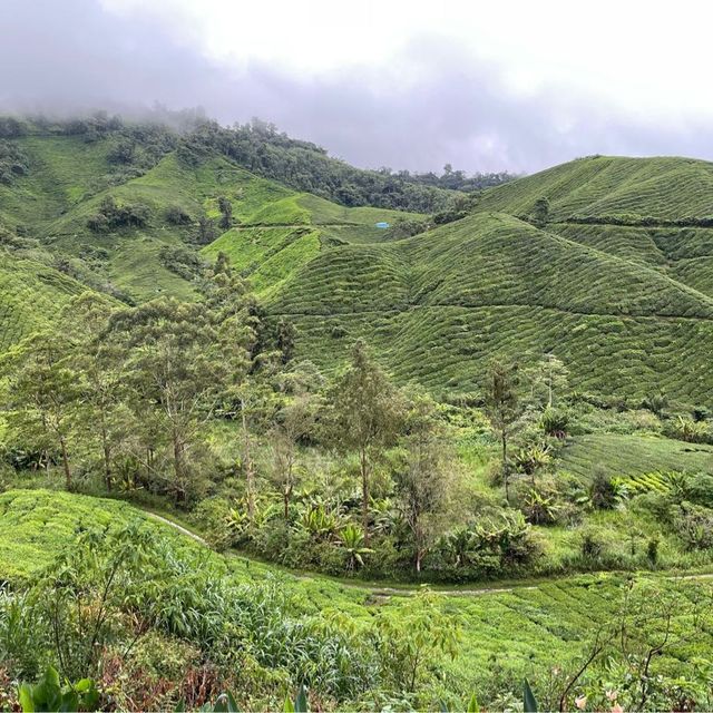 BOH Tea Center at Highlands