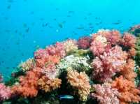 ชมความงามของประการังเจ็ดสี ที่ร่องน้ำจาบังหลีเป๊ะ