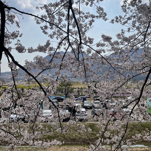 벚꽃로드의 끝판왕, 양산 황산공원