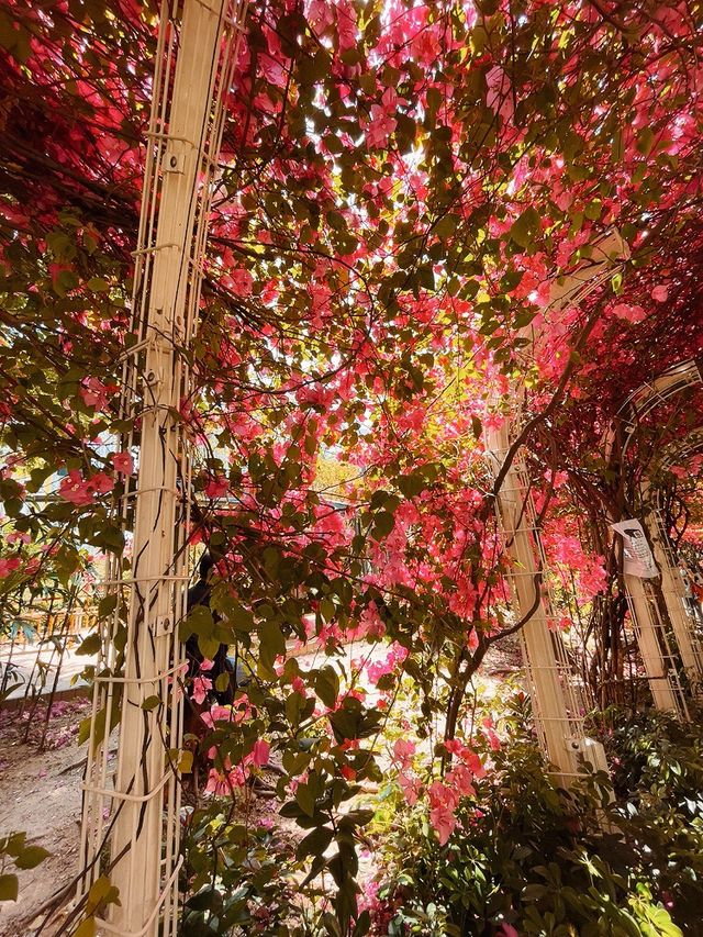 走進30米勒杜鵑花花隧道🌸