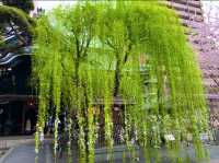 京都　SAKURA 桜めぐり❗️聖徳太子が創建した六角堂の桜に感動❗️