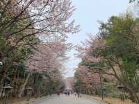 札幌　SAKURA 桜めぐり❗️北海道神宮の桜＆梅に感動❗️