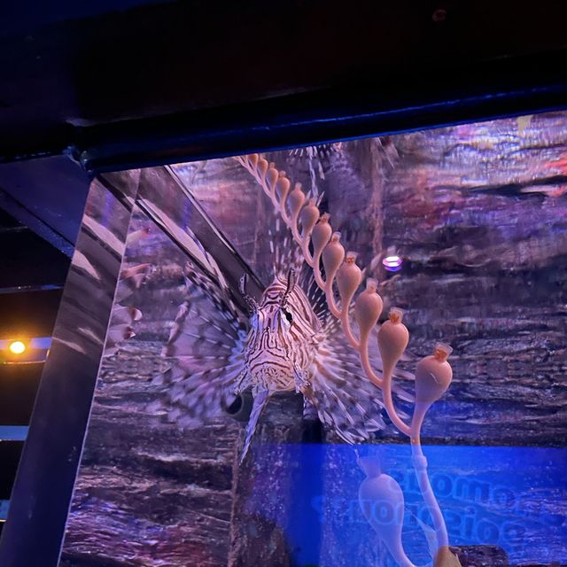 SEA LIFE 선샤인코스트 수족관 , SEA LIFE Sunshine Coast Aquarium