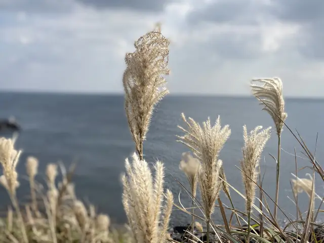 Beautiful blueish Jeju