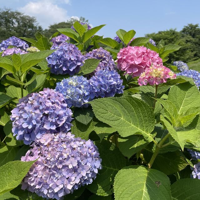 保土ヶ谷公園で自転車デビュー
