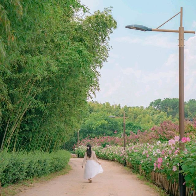 🌺부용과 배롱나무가 함께하는 산책로 [울산, 태화강국가정원]