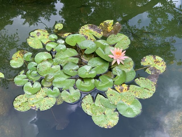 本地遊 | 坐港鐵遊香港 | 金鐘站 | 香港公園｜鬧市賞花好去處