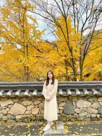 알록달록 예쁘게 물든 은행과 단풍을 볼 수 있는 울산 다담한옥🏠
