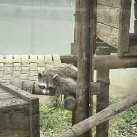 逛動物園也能很chill 新竹市立動物園 周邊市集不要錯過