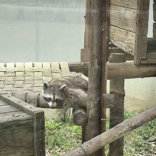 逛動物園也能很chill 新竹市立動物園 周邊市集不要錯過