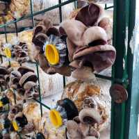 Wonder Farm Mushrooms Excellent Guided Tour
