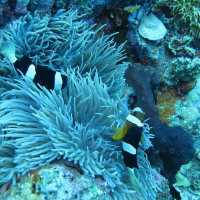 BUNAKEN MARINE PARK, MANADO
