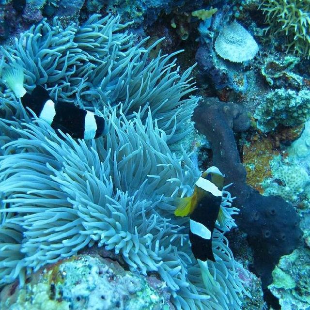 BUNAKEN MARINE PARK, MANADO