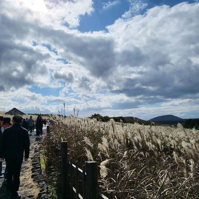 제주도 홀로여행 - 산굼부리 (with 억새s)