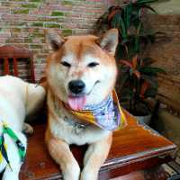 อินุ คาเฟ่ (INU Cafe) @ หัวหิน