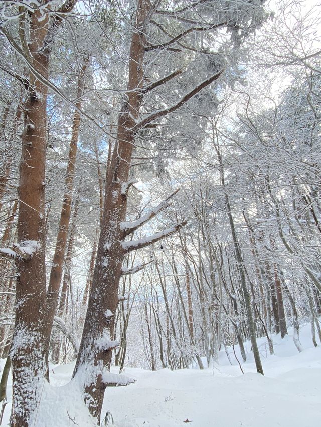 제주도 한라산은 하얗게 변했어요