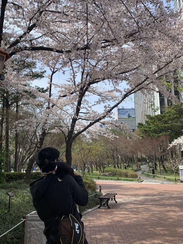 [대구] 우리집 막내와 함께 벚꽃산책 🌸🌸💗