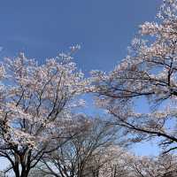 【栃木】那須高原りんどう湖ファミリー牧場の桜🌸