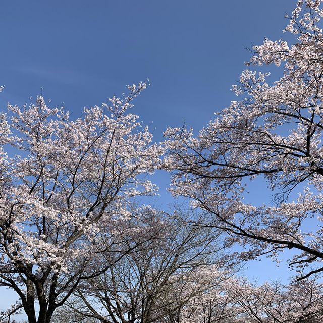 【栃木】那須高原りんどう湖ファミリー牧場の桜🌸