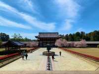 奈良　SAKURA 桜めぐり❗️東大寺大仏殿と桜のコラボに感動！