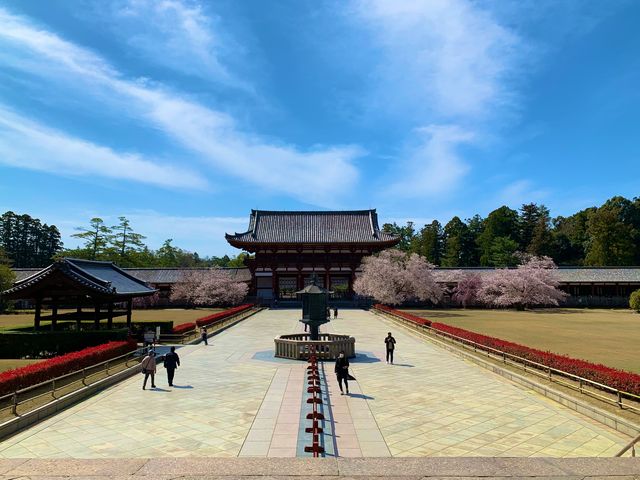 奈良　SAKURA 桜めぐり❗️東大寺大仏殿と桜のコラボに感動！